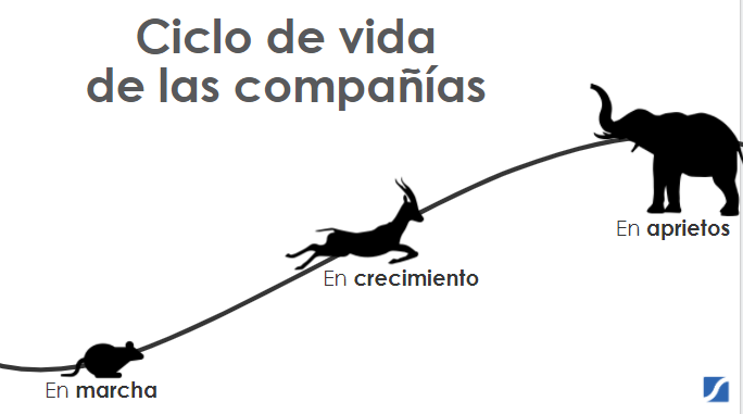 ciclo de vida