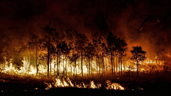 think of crisis like a forest fire